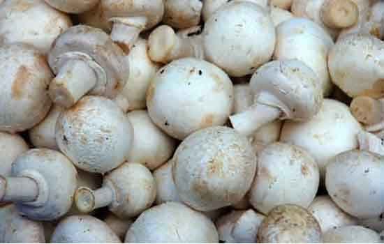 Funghi 