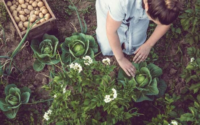 Valore nutrizionale del cavolo savoia